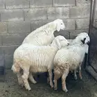 رخال مشروطة