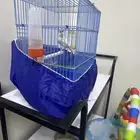 للبيع ذكر كناري ابيض كرست رصاصي تغريد