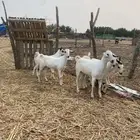 غنم جفار صنف فاخر