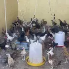 صوص للبيع العمر شهرين