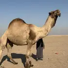 بعير منتج ولد عرنون السن سديس