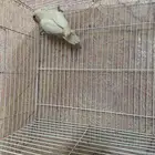 للبيع انثى روز منتجه