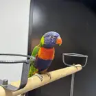 لوري اليف حمامه متكلم