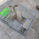 بط زوج