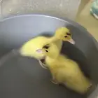 بط اصفر