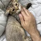 قطط