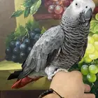 تم البيع كاسكو هولندي