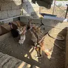 دجاج بلدي بياض