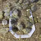 صيصان سمان العمر من اسبوع إلى شهر وأكثر