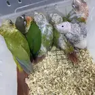 فروخ كنيور وكويكر