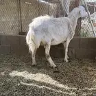 حريات حيل تامات