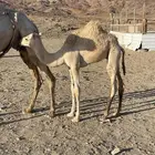 قعود للبيع