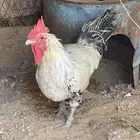 ديك بلدي للبيع
