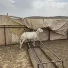 طلي وتيس