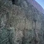 برسيم ورودس