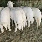 بهم شعره وفل شحم