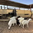 للبيع بهم مهجن