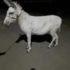 الوسقه