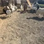 تيوس وجفار