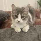 قطط للتبني