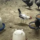 دجاج بلدي بشاير