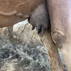 ساحليه خلفه كفو ديد ملكي رقم واحد السن ناب وعلى الشرط