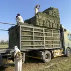 علف بلوبنك شده طيب ورق وزنه فوق 20