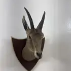 راس غزال محنط