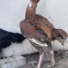 ديك وجاجه باكستاني