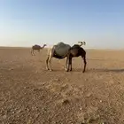 للبيع عشراء