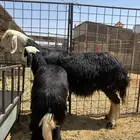 شاه معها رخل ع
