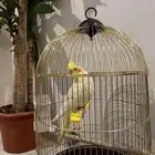 كطير الكروان