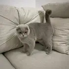 سكوتش فولد شورت هير للتبني