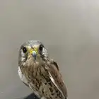 باشق للبيع مدرب50 100الحد70