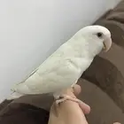 ببغاء روز ابيض البينو