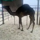 حوار مجهم