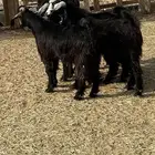 اربعه تيوس فل الفل شحم