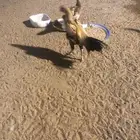 دجاج باكستاني وديك