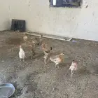 صوص العمر شهر