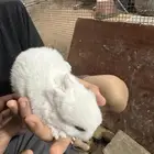 الارانب قزم