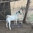 تيس بيشي