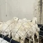 بهم حوي فاخر