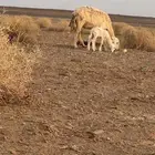 حرية معها خروف