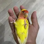 روز ريد اوبلاين اليف مايعض