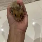 هامستر للبيع اليف ما يعض صحة زينه
