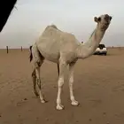 قعود للبيع