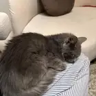 قط للتبني