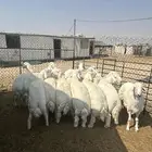 حريات جبر ناهي ووسط كفو ونعيم جبر ناهي ووسط كفو وهرافي