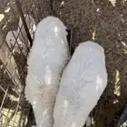 خرفان للبيع