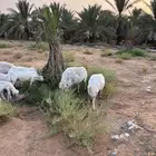 رفيديات وحريه
